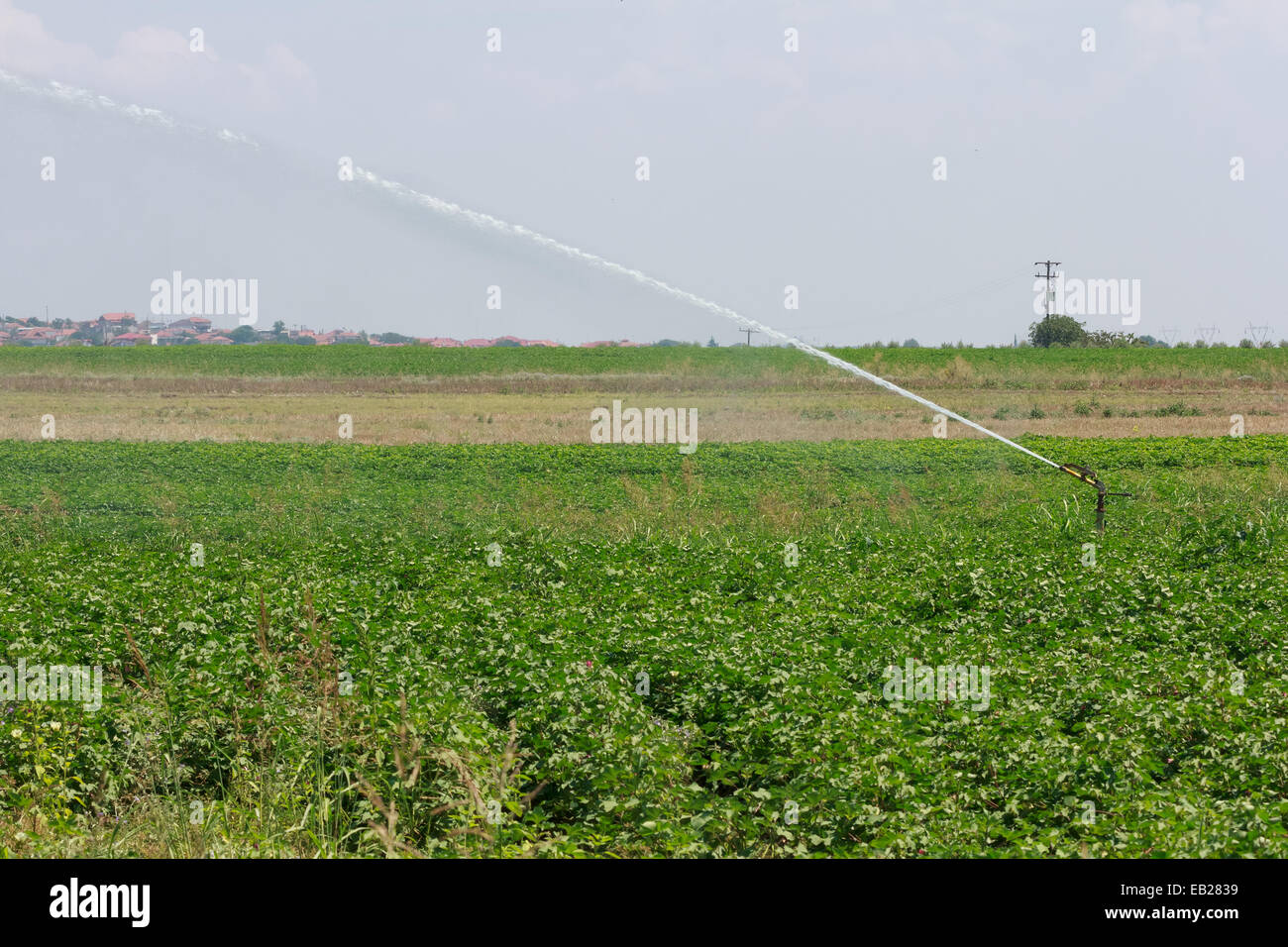 Cotton field in Greece Stock Photo Alamy