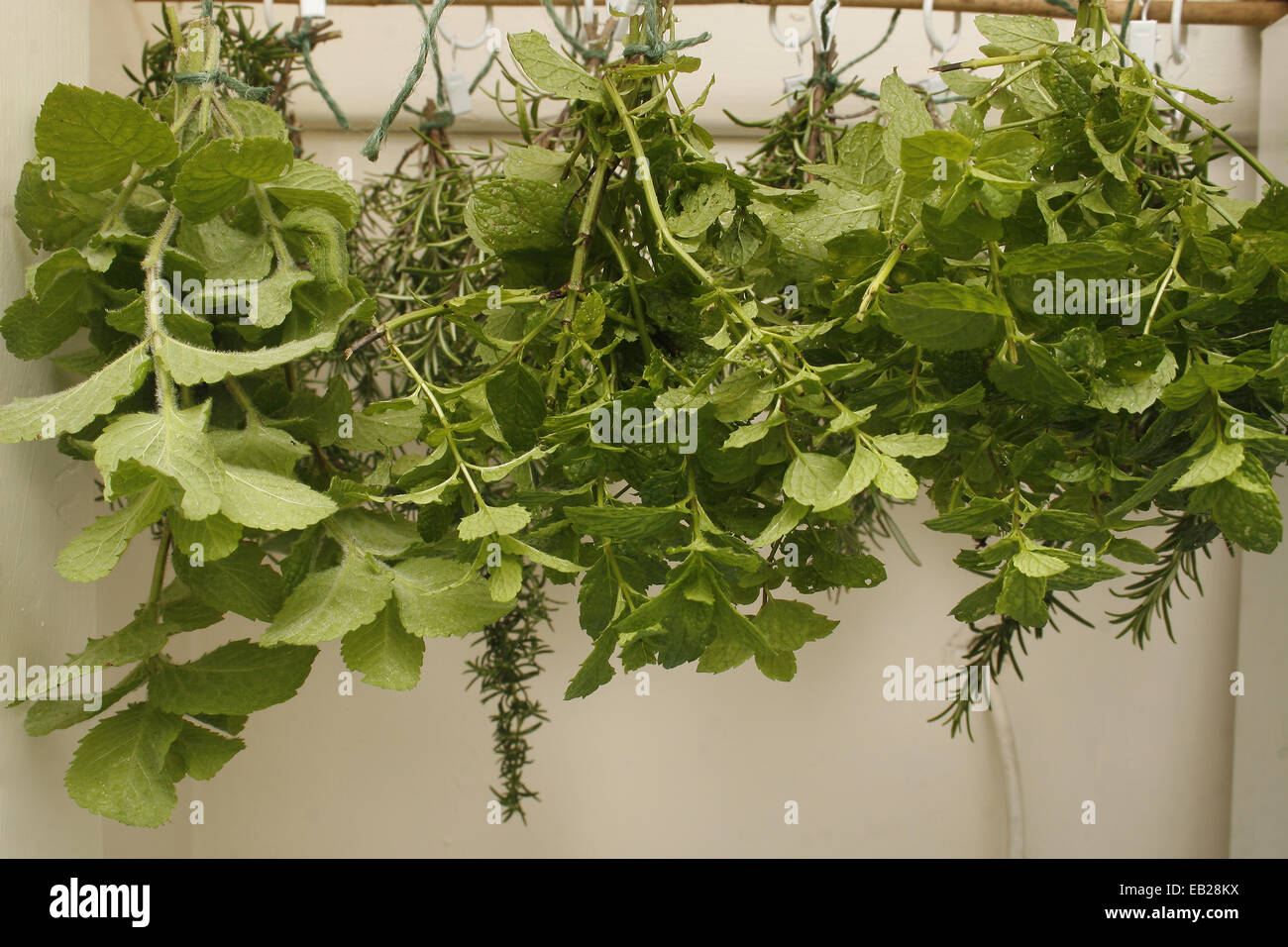 apple mint, spearmint and rosemary hanging in airing cupboard to dry Mentha suaveolens Mentha spicata Rosmarinus officinalis Stock Photo