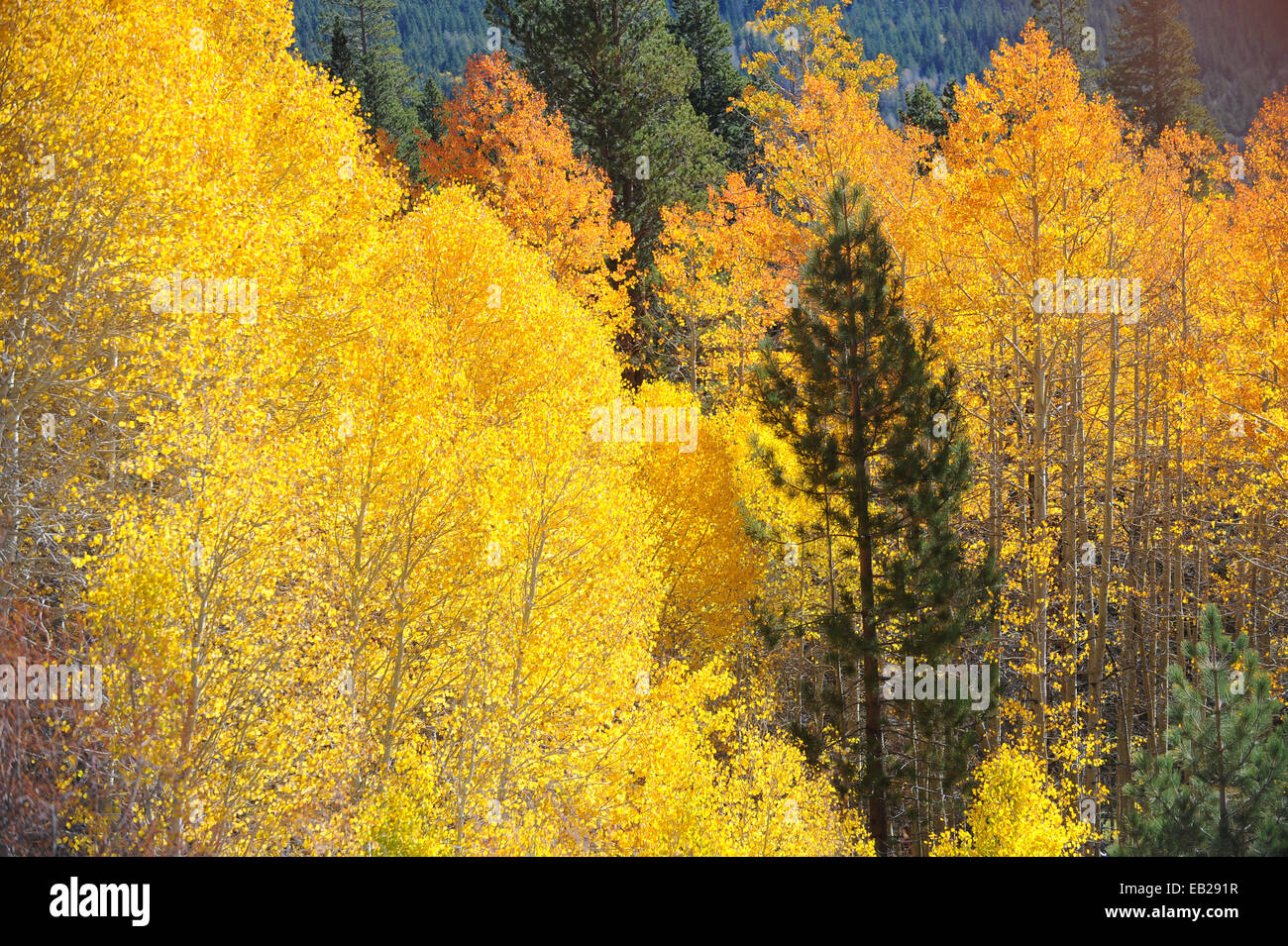 A pine tree set next to a backlit Aspen grove displaying brilliant yellows showcase the arrival of autumn in the Sierra Nevada m Stock Photo