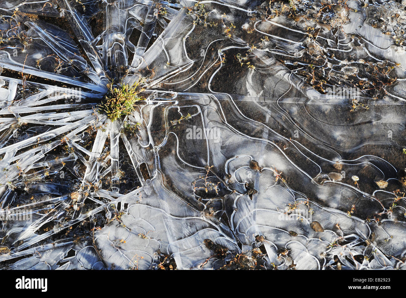 A frozen puddle in the early morning frost takes on the shape of star surrounded by swirls. Stock Photo