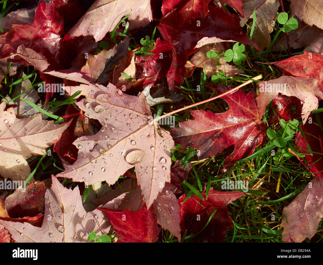 Changing leaves, Fall Color, Italian Alps Stock Photo