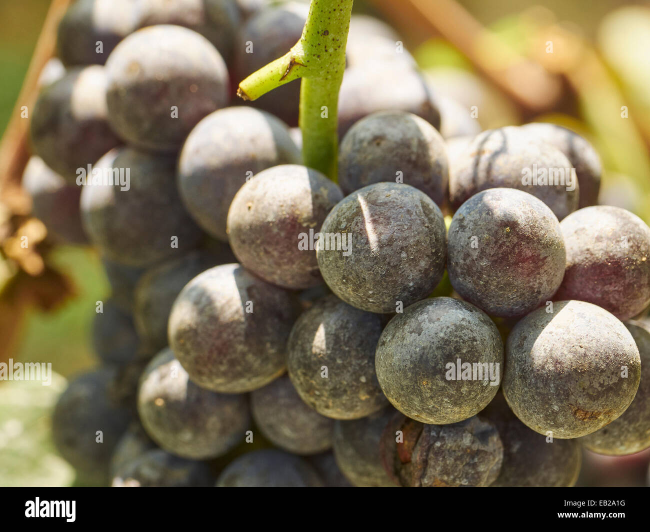 Nebbiolo Grapes on the vine, LaMora, Italy Stock Photo