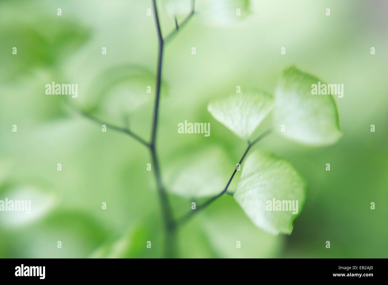 This is a soft focus close up of leaves at Garland Ranch Regional Park, Carmel Valley, California, USA. Stock Photo