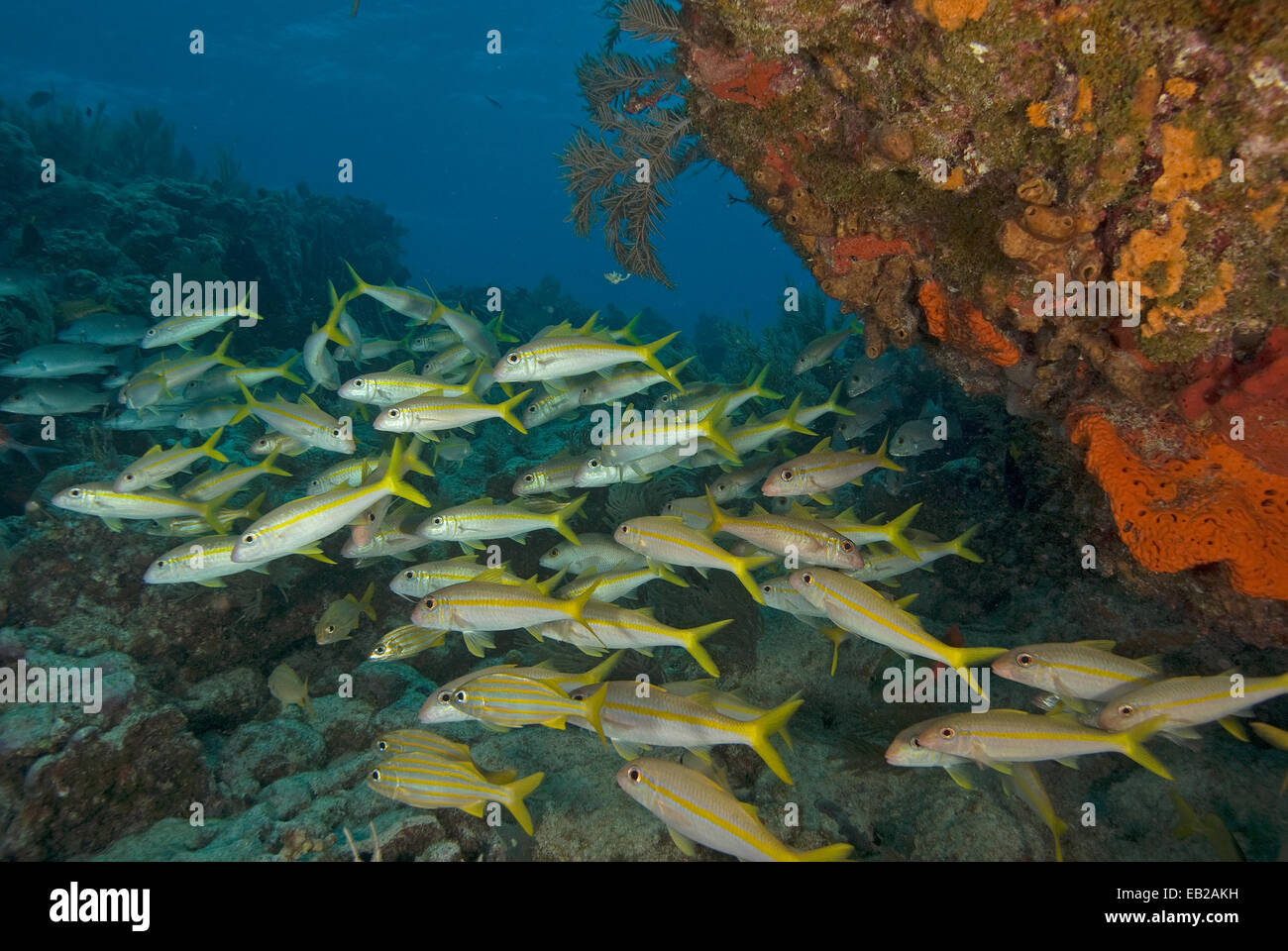 Tropical fish swimming at Key Largo Coral Reef Stock Photo Alamy