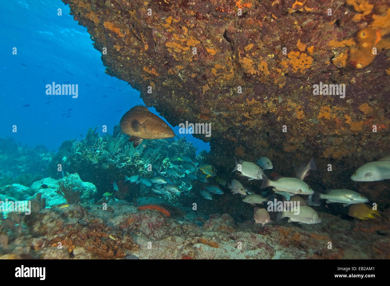 Underwater Fish at Key Largo Coral Reef Stock Photo Alamy