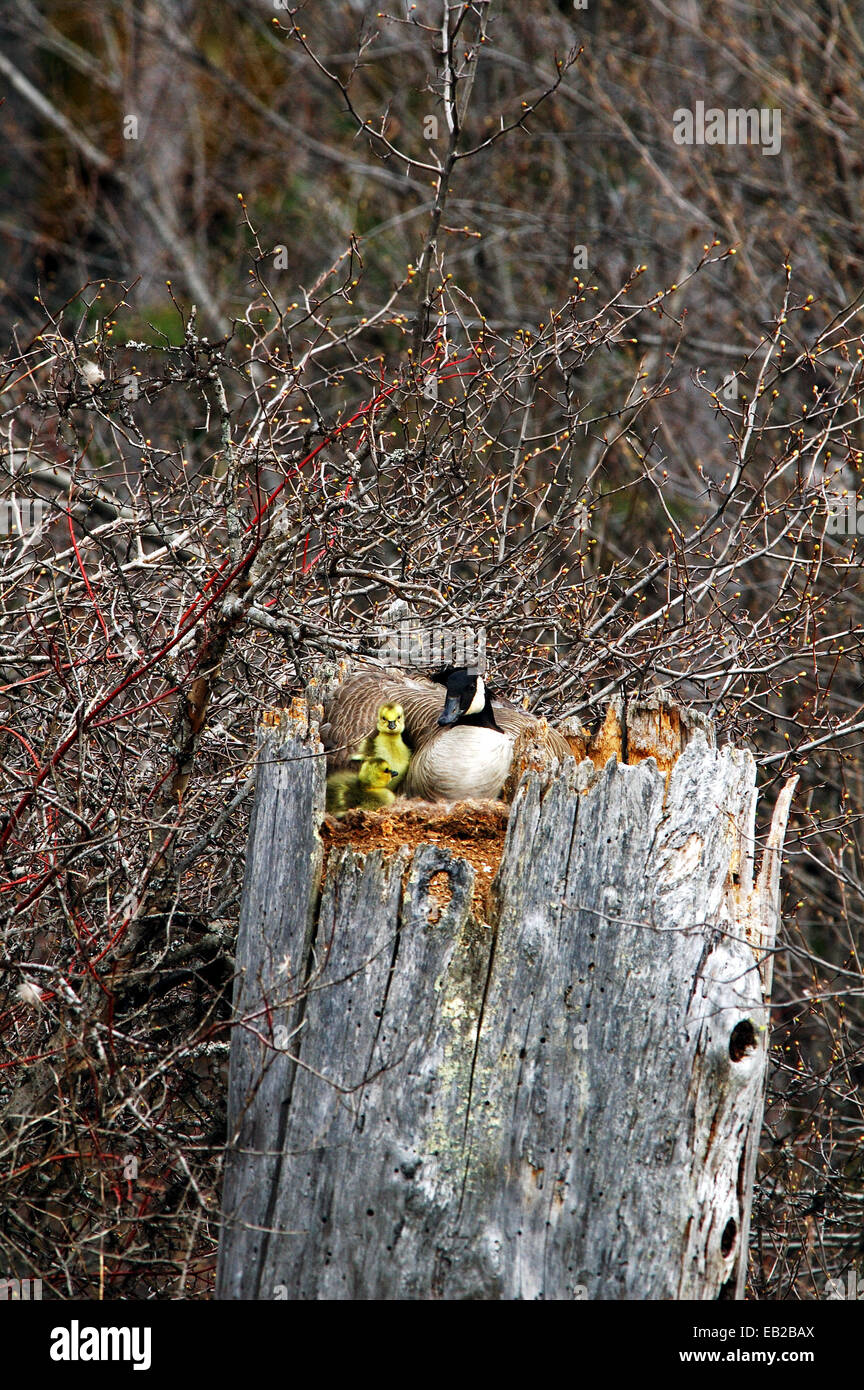 Canada goose nesting on spruce snag with new born gosling's. Yaak