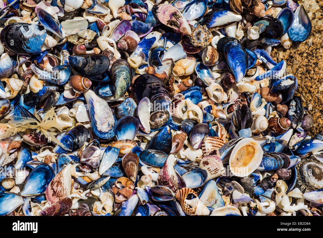 many different sea shells wahsed out on the rocks by the waves and the tides of the ocean. Stock Photo