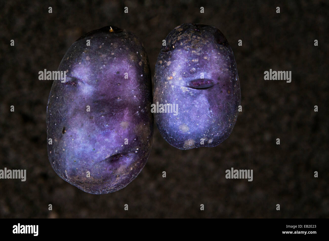 Potatoes, Solanum tuberosum, Purple, Blue Potato, Valfi variety (CTK  Photo/Libor Sojka Stock Photo - Alamy
