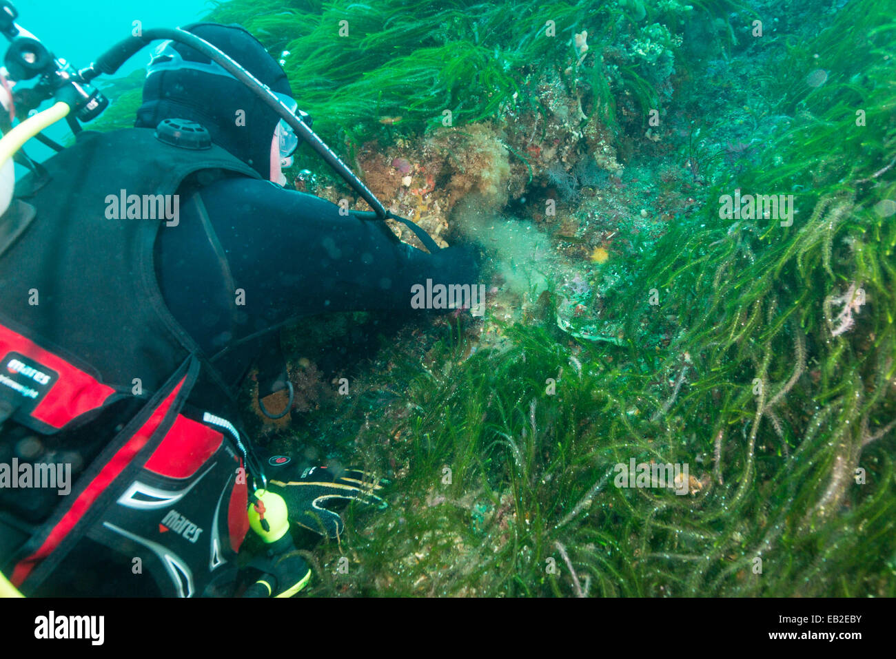 Scuba diver hunting crayfish, Fiordland, NZ Stock Photo Alamy