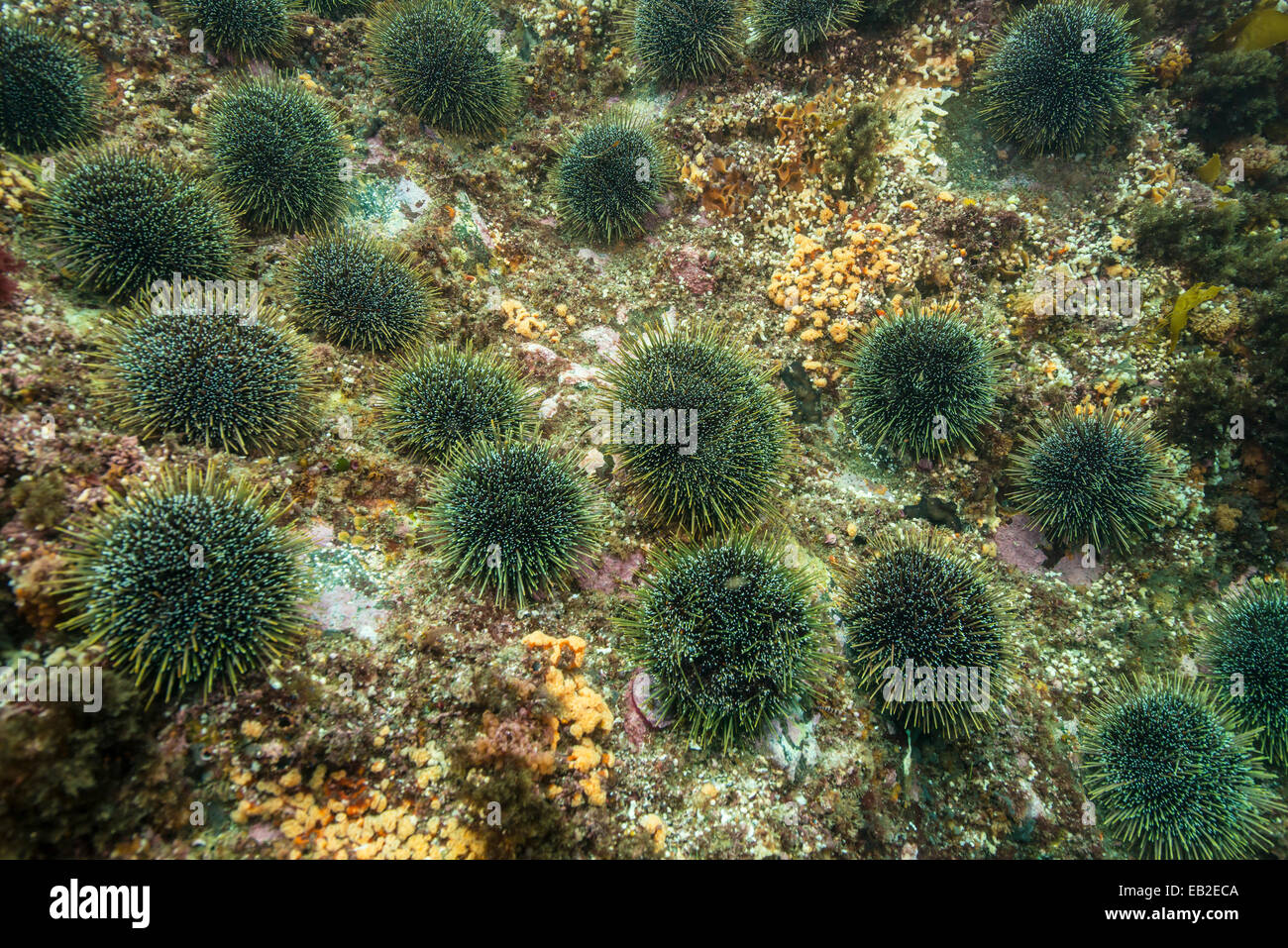 Sea urchins, fiordland, NZ Stock Photo