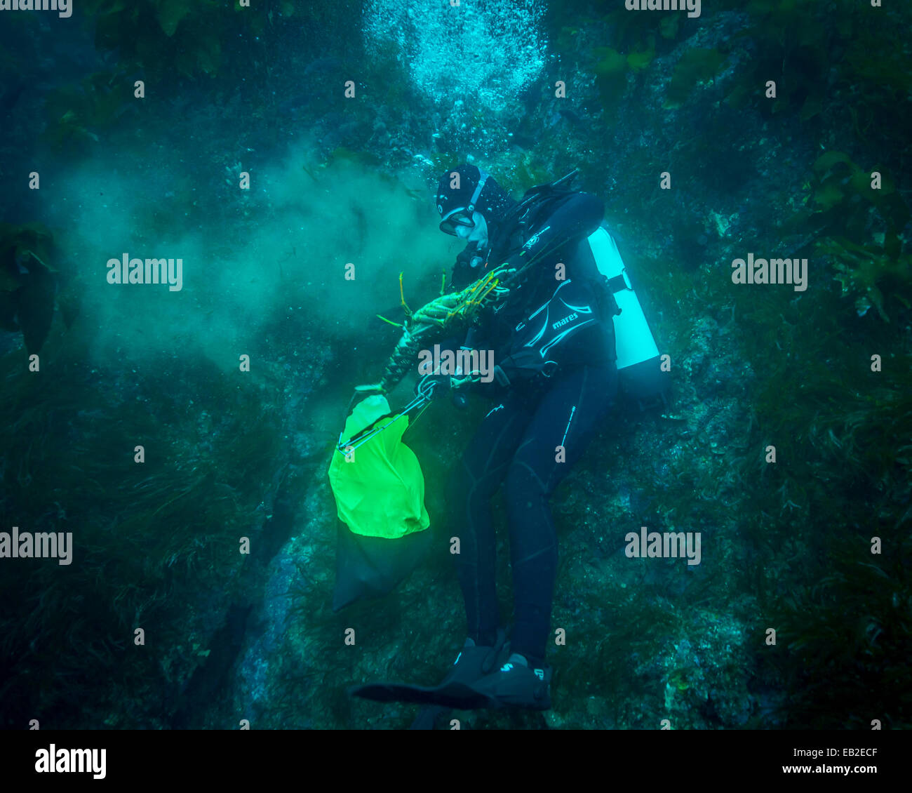Scuba diver hunting crayfish, Fiordland, NZ Stock Photo Alamy