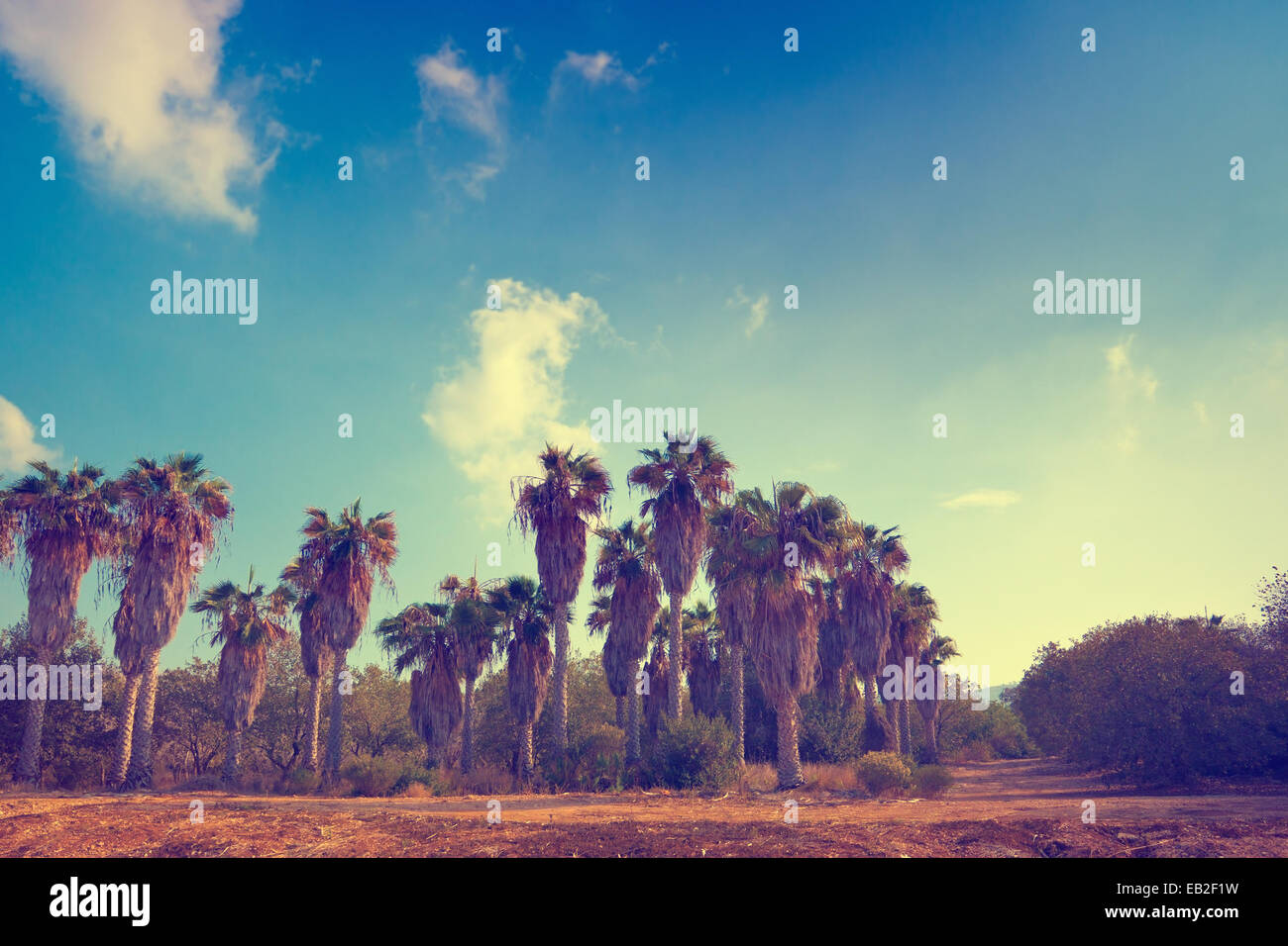 Date palm trees against blue sky Stock Photo