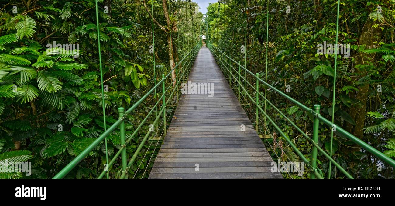 A Boardwalk Leads Through The Rain Forest At Costa Ricas La - 