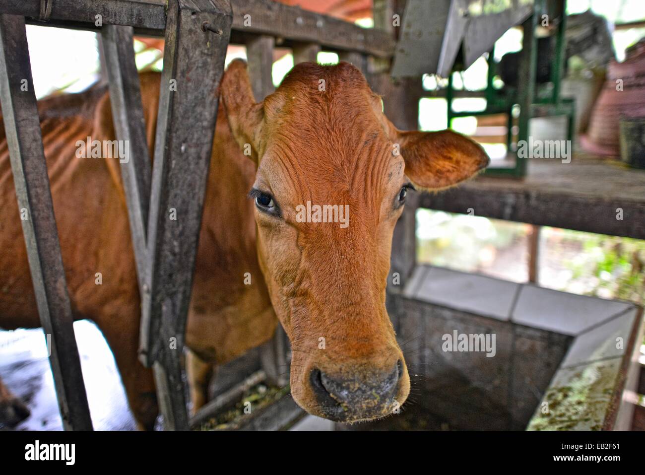 Cow manure is collected to extract methane gas to produce electricity