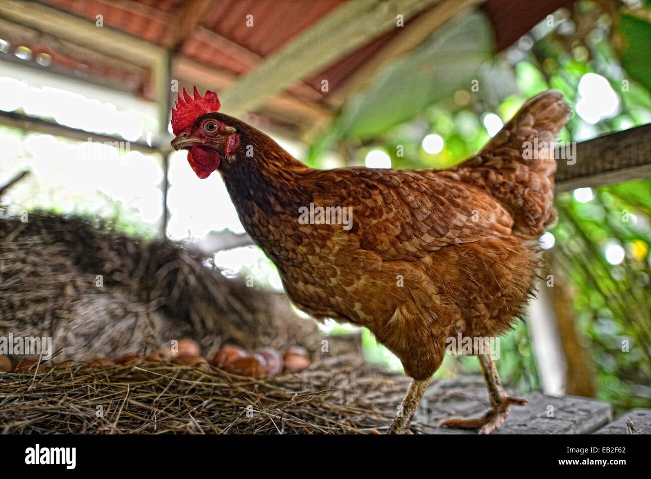A rooster at a Costa Rican farm Stock Photo Alamy
