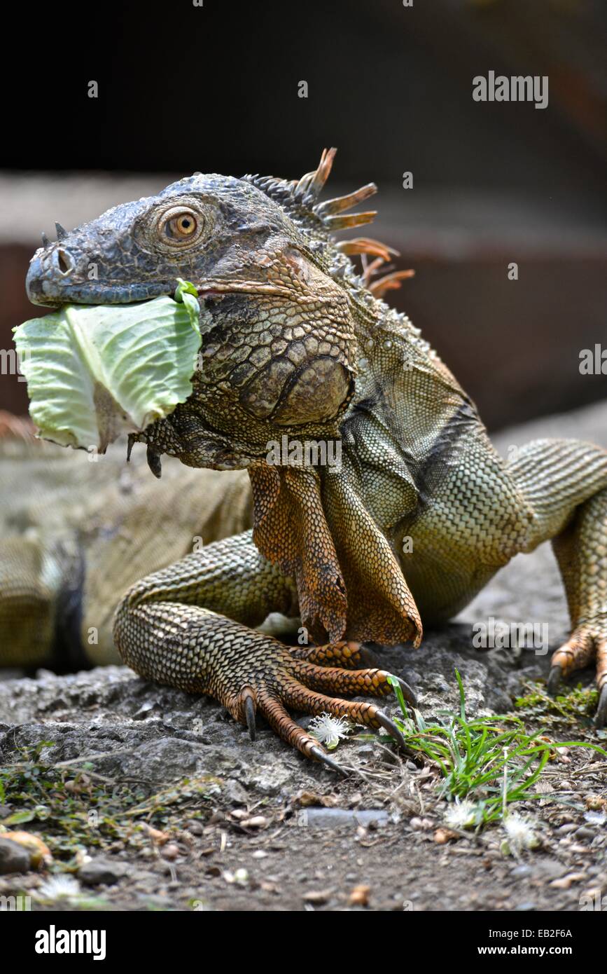 Wild green iguana, Iguana iguana, being fed lettuce. Stock Photo