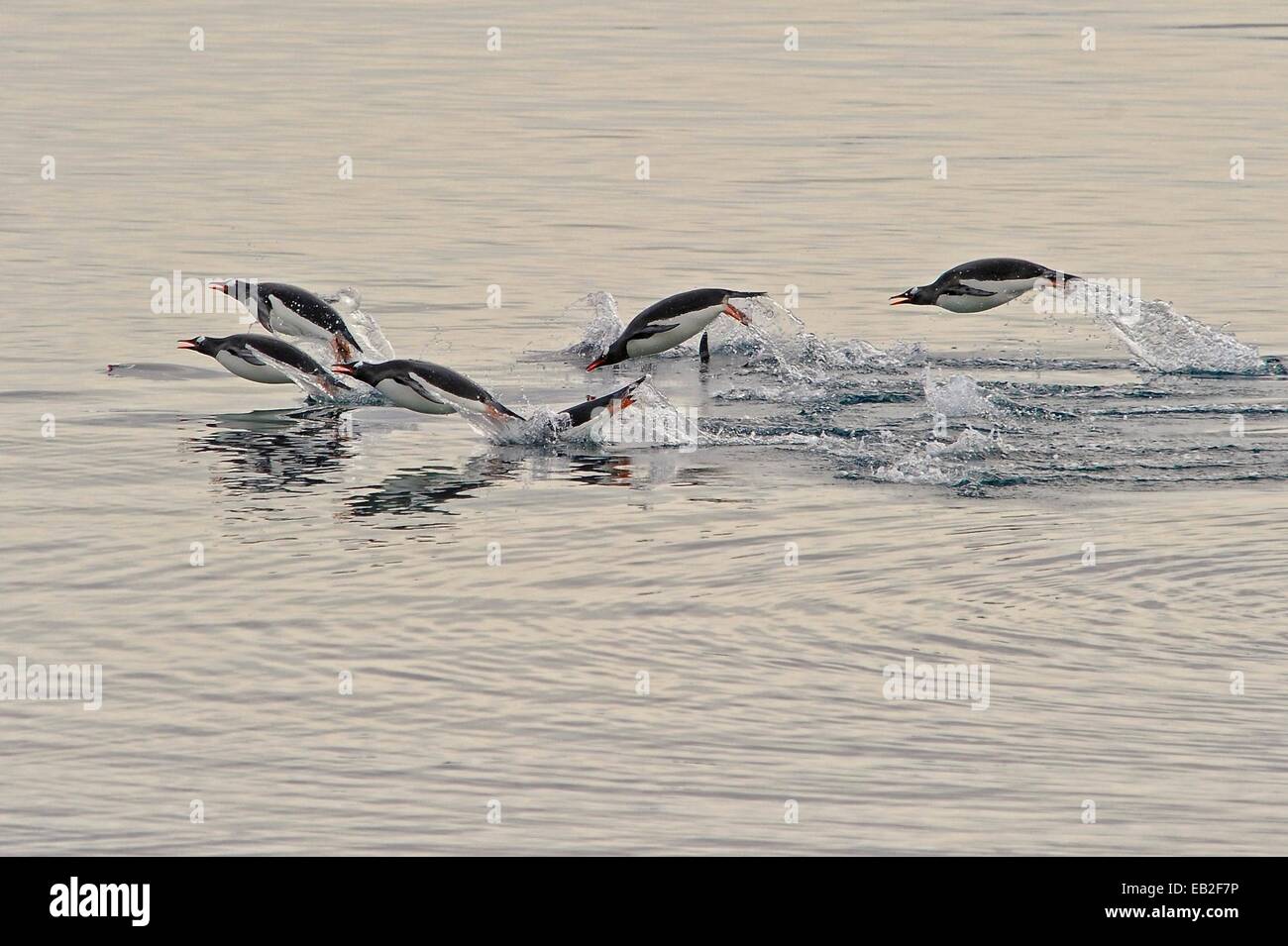 Gentoo penguins, Pygoscelis papua, porpoising through Antarctica's