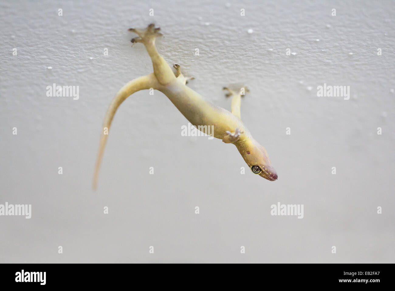 Dead lizard on ceiling Stock Photo Alamy