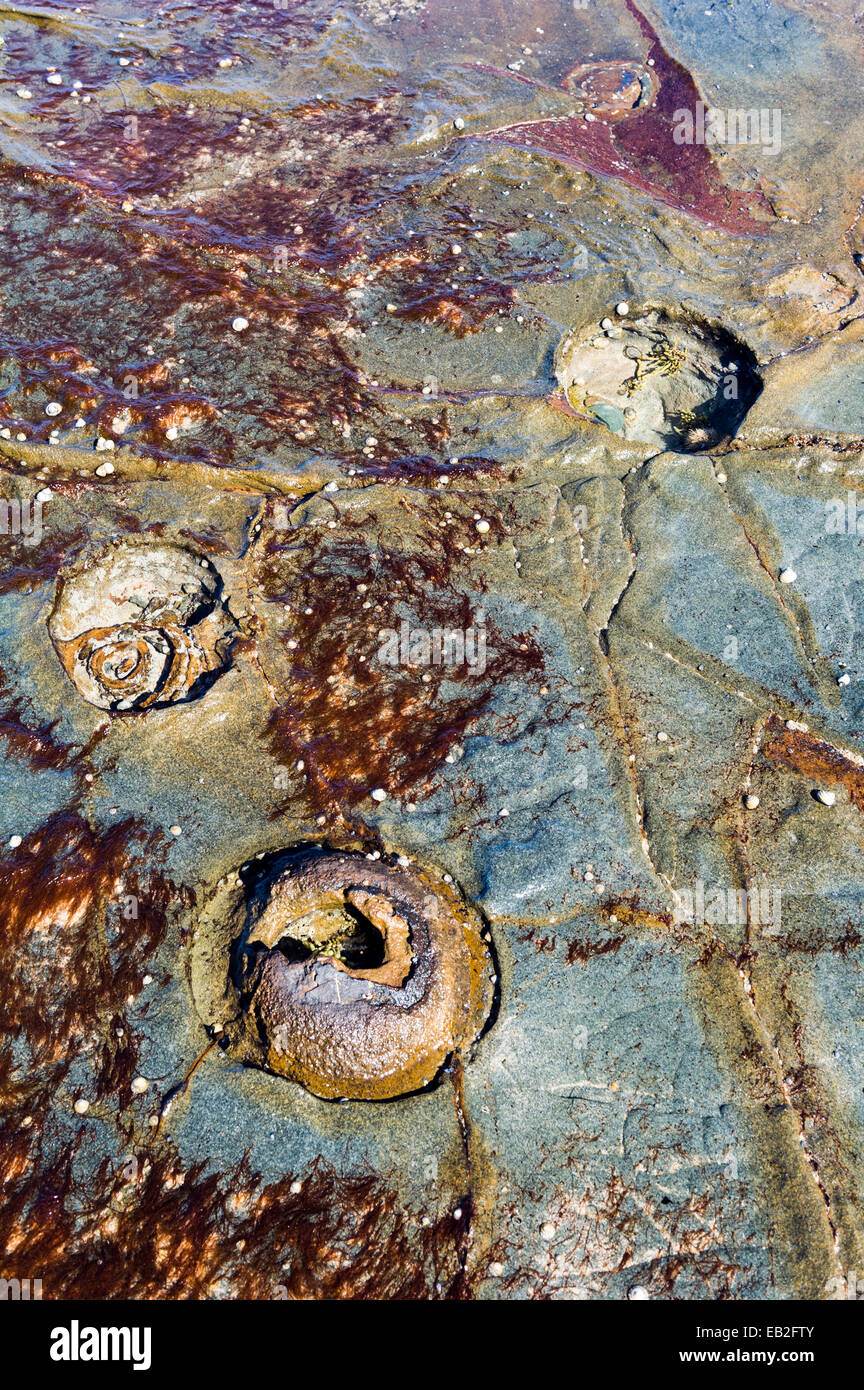 Low tide rock impressions from powerful adhesive Bull Kelp hold fasts. Stock Photo