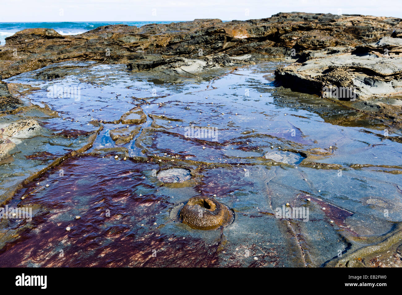 Low tide rock impressions from powerful adhesive Bull Kelp hold fasts. Stock Photo