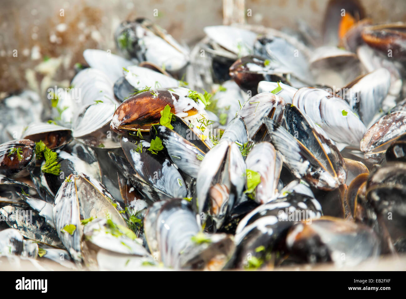 Mediterranean mussel mytilus galloprovincialis hires stock photography