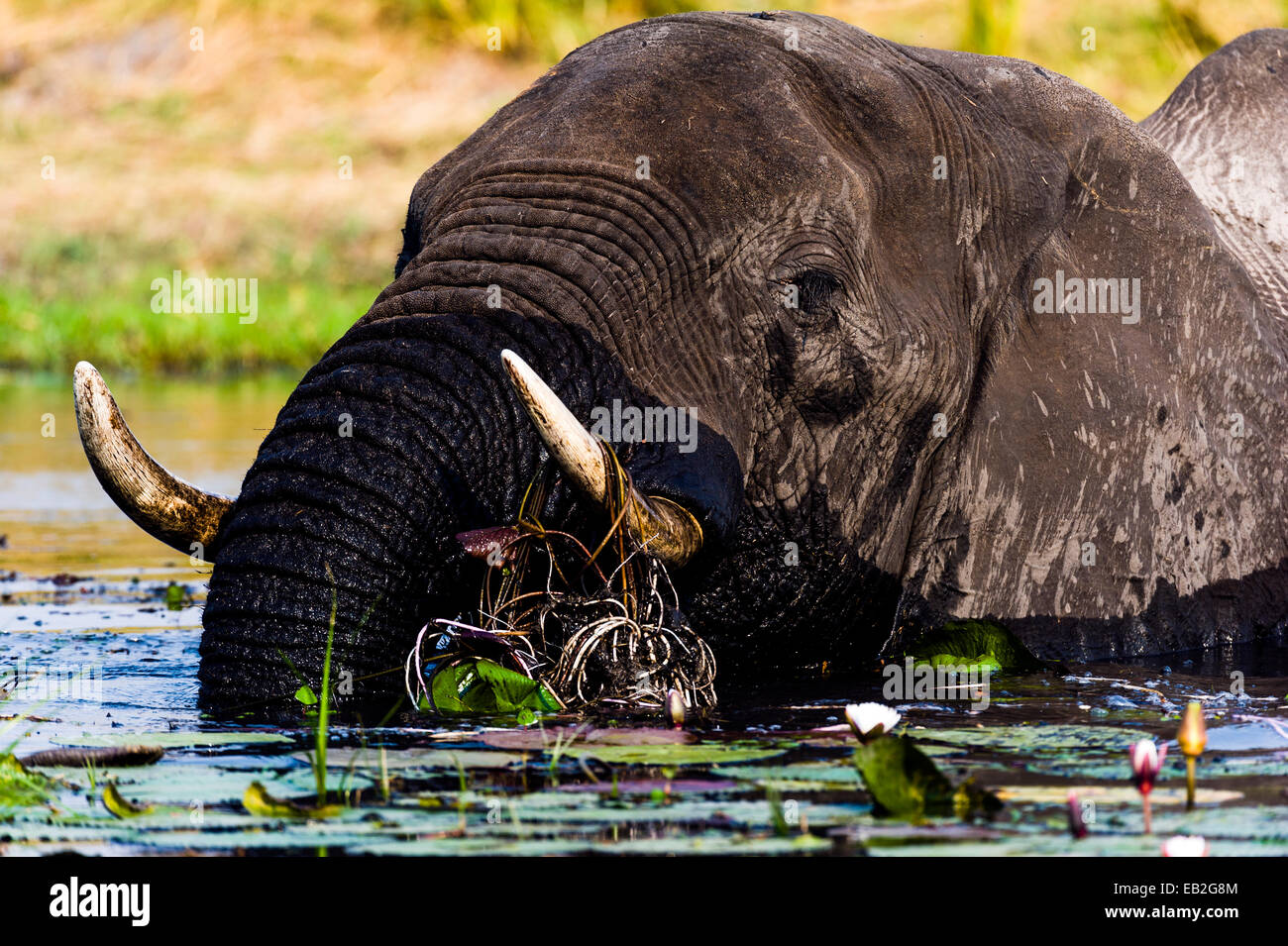 African Elephants pull up water plants to eat using tusks and trunk. Stock Photo