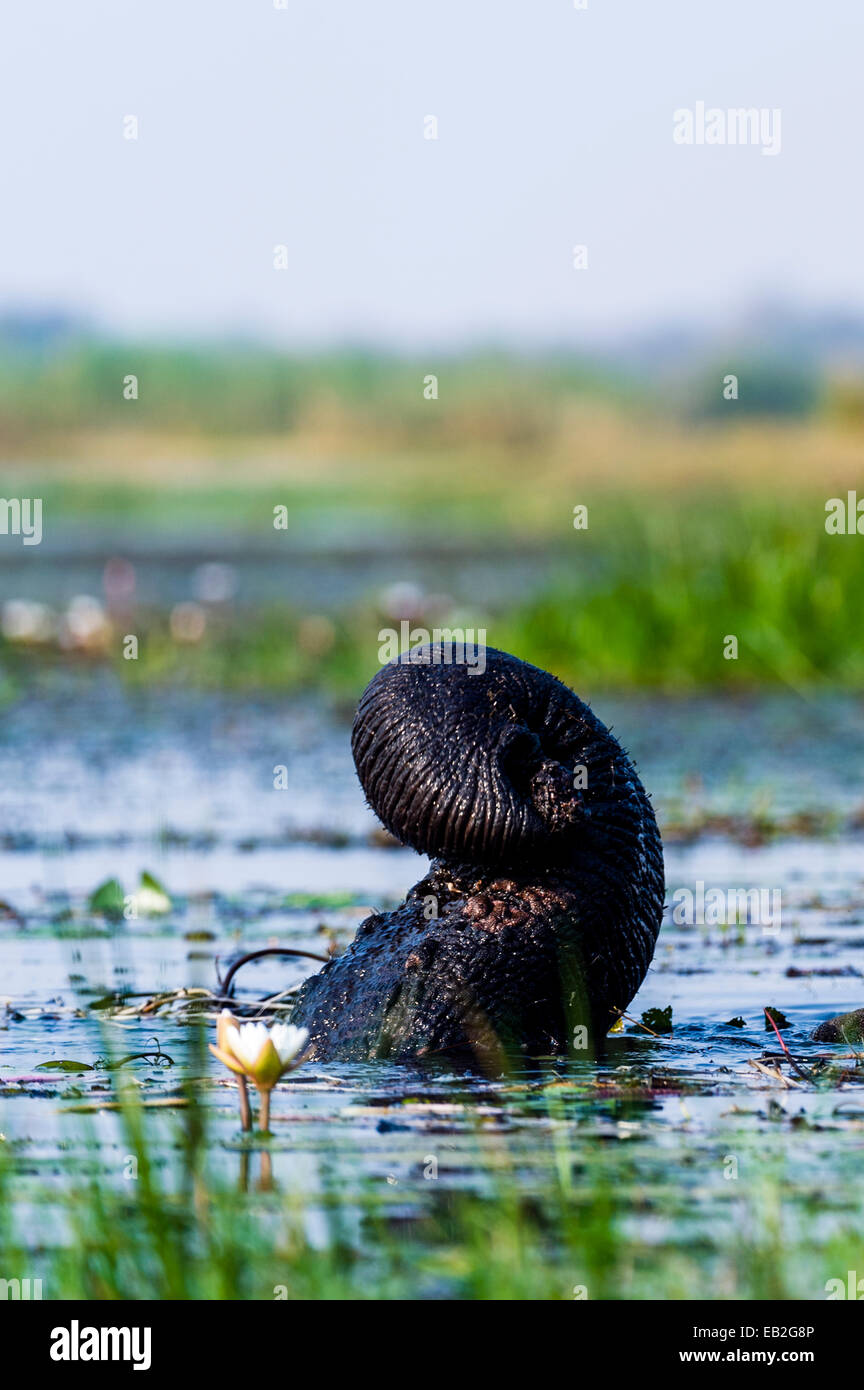 An African Elephant uses its trunk to snorkel breathe from underwater. Stock Photo