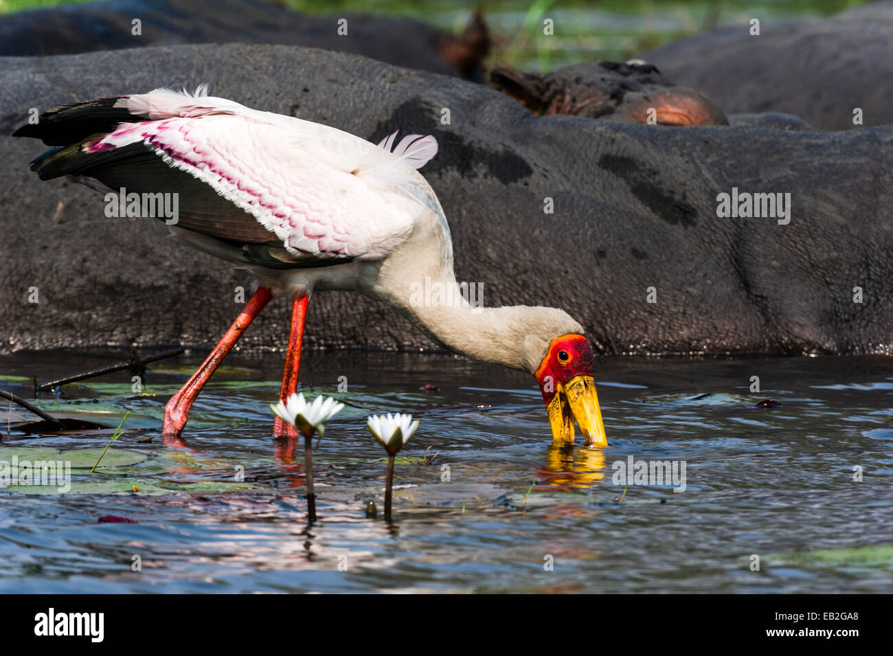 A Yellow-billed Stork hunts for aquatic prey by a pod of hippopotamus. Stock Photo