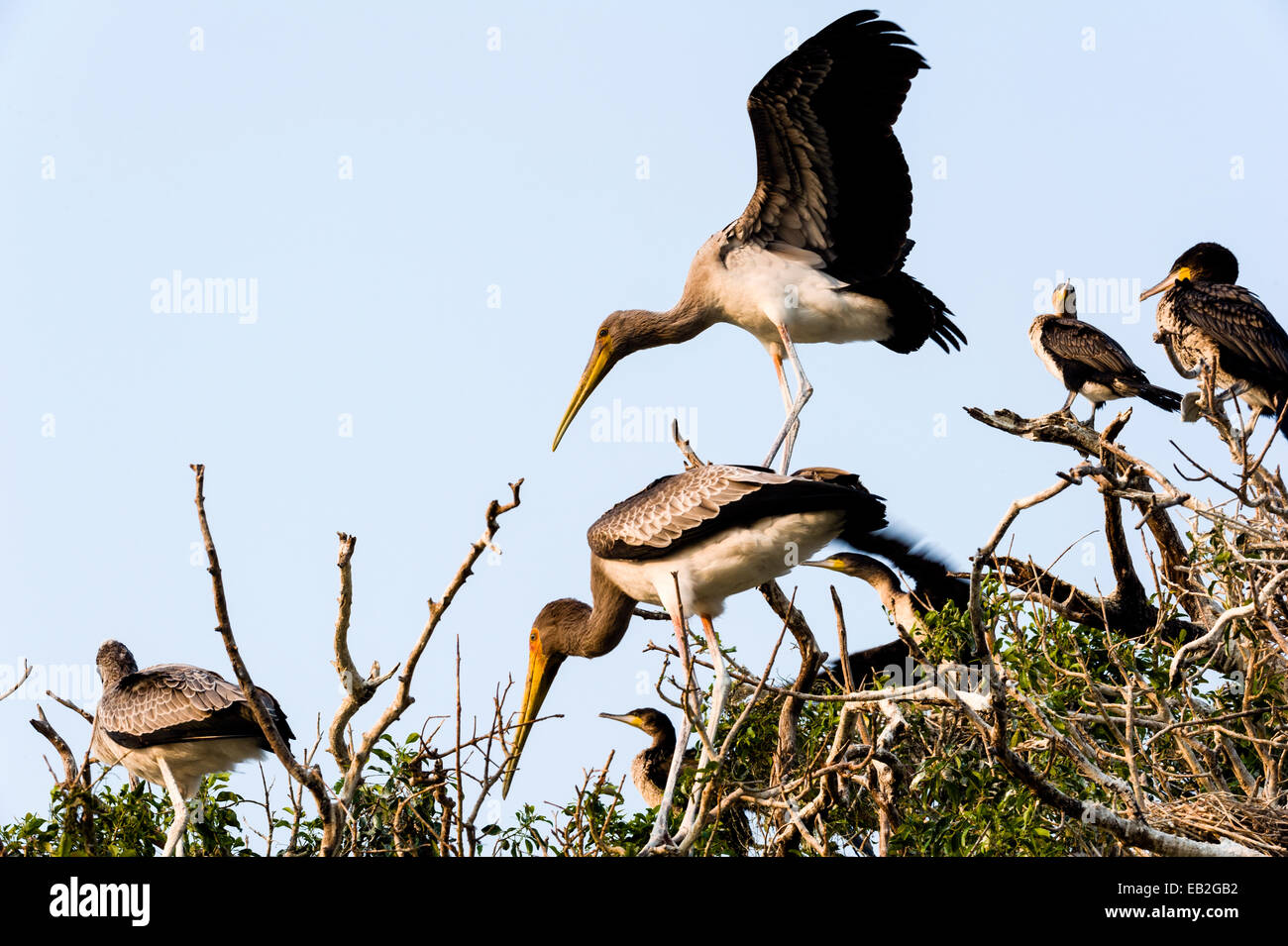 A Yellow-billed Stork chick tests it's wings in flight in a rookery. Stock Photo