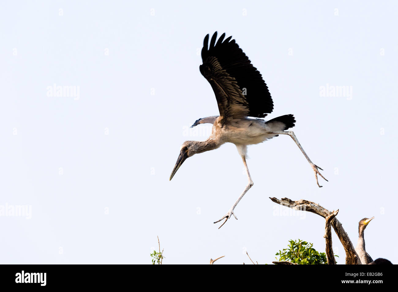 A Yellow-billed Stork chick tests it's wings in flight in a rookery. Stock Photo