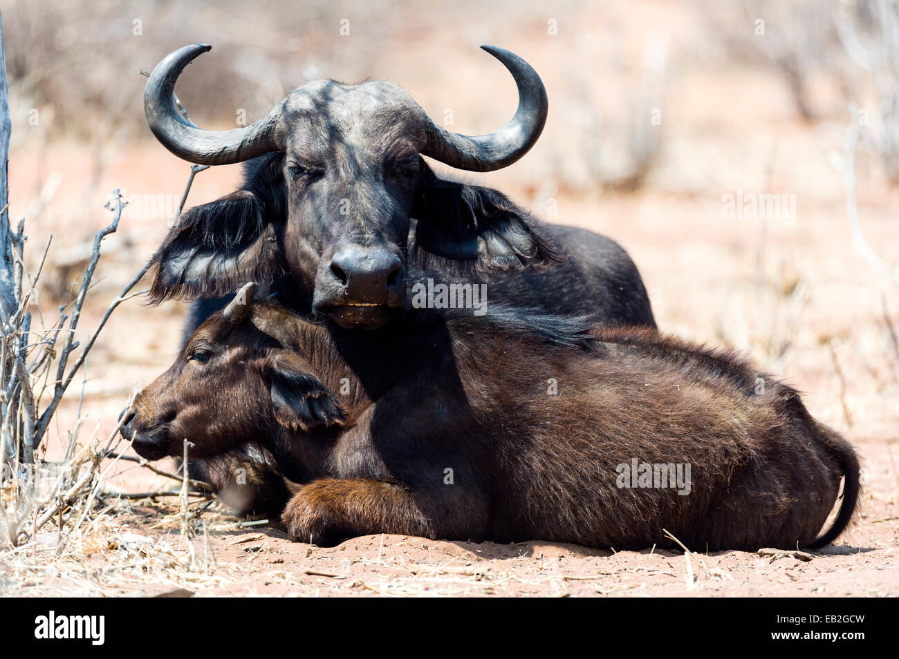 A mother Cape Buffalo protects her young calf by keeping it close. Stock Photo