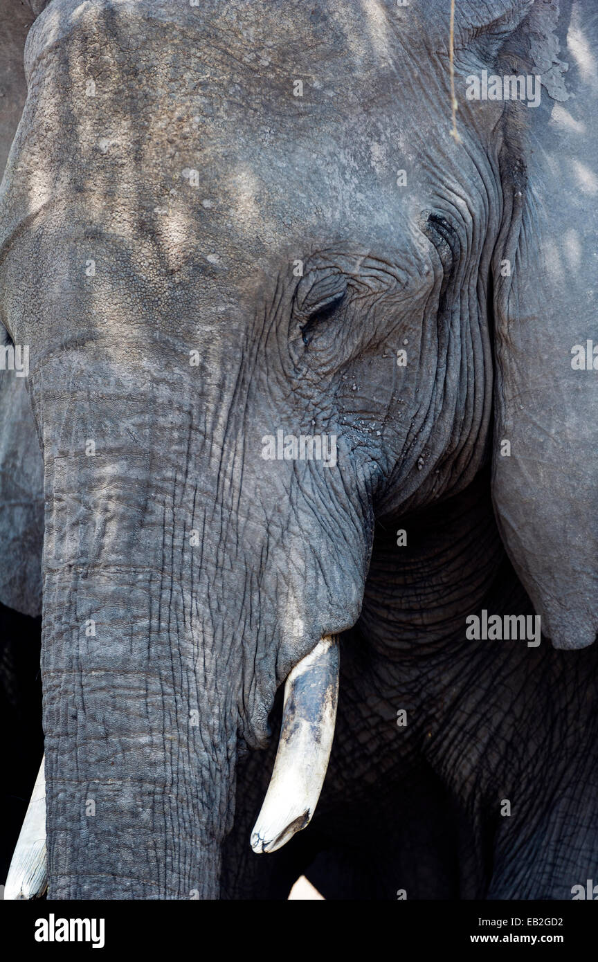 A sleepy African Elephant rests from the heat in the shade of a tree. Stock Photo