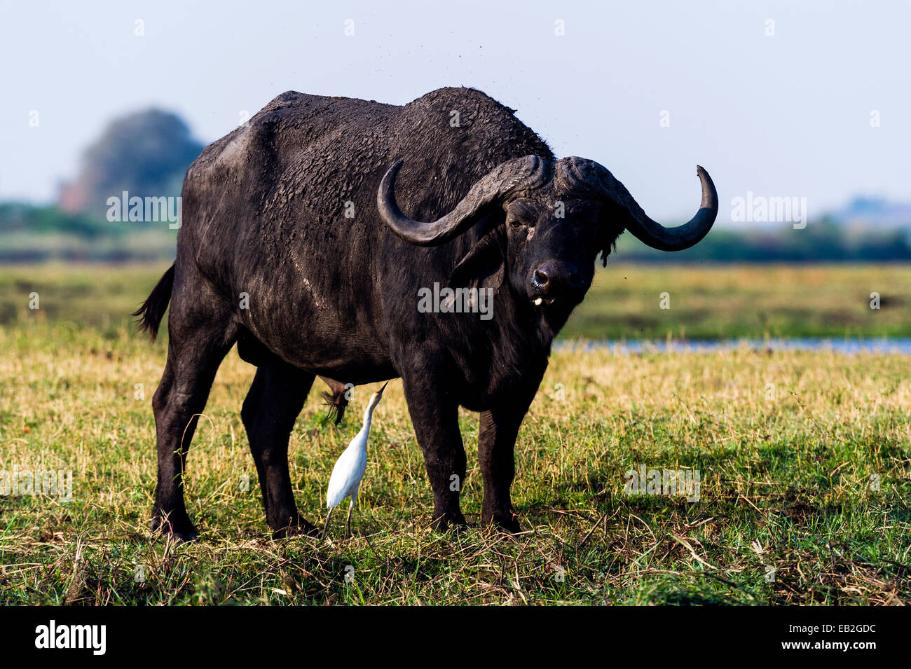 An Egret feeds on insects infesting a Cape Buffalo on a floodplain. Stock Photo