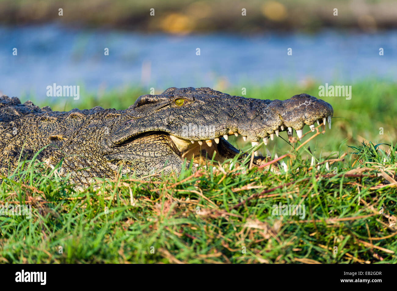 The head and jaws of a Nile Crocodile sun basking on a wetland island. Stock Photo