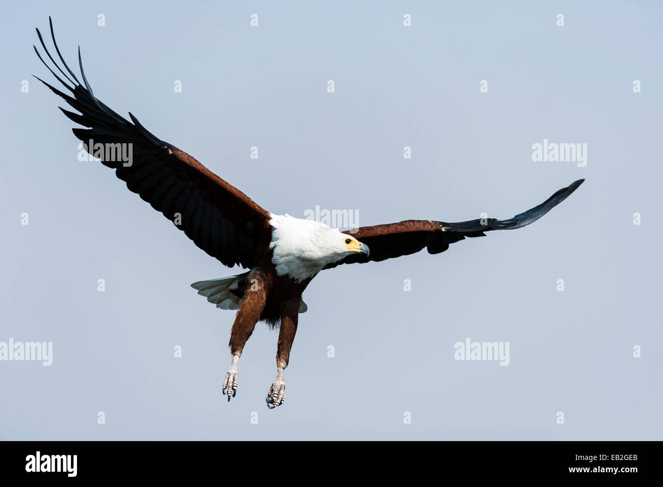 An African Fish Eagle spreads its wings in flight above a wetland. Stock Photo