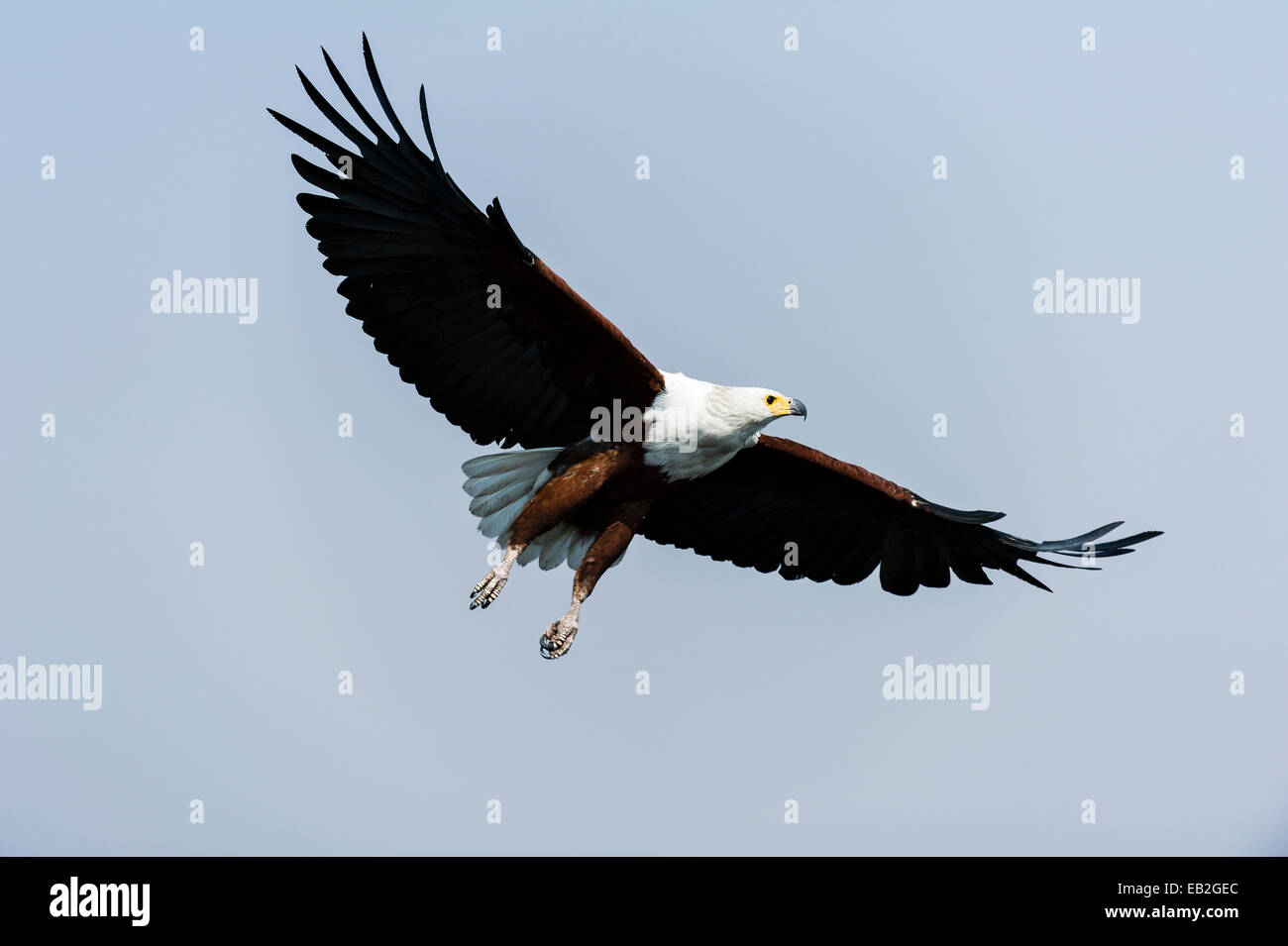 An African Fish Eagle spreads its wings in flight above a wetland. Stock Photo