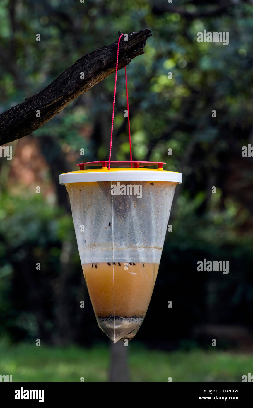 The scent of an insect trap hanging from a tree collects flies and other pest bugs. Stock Photo