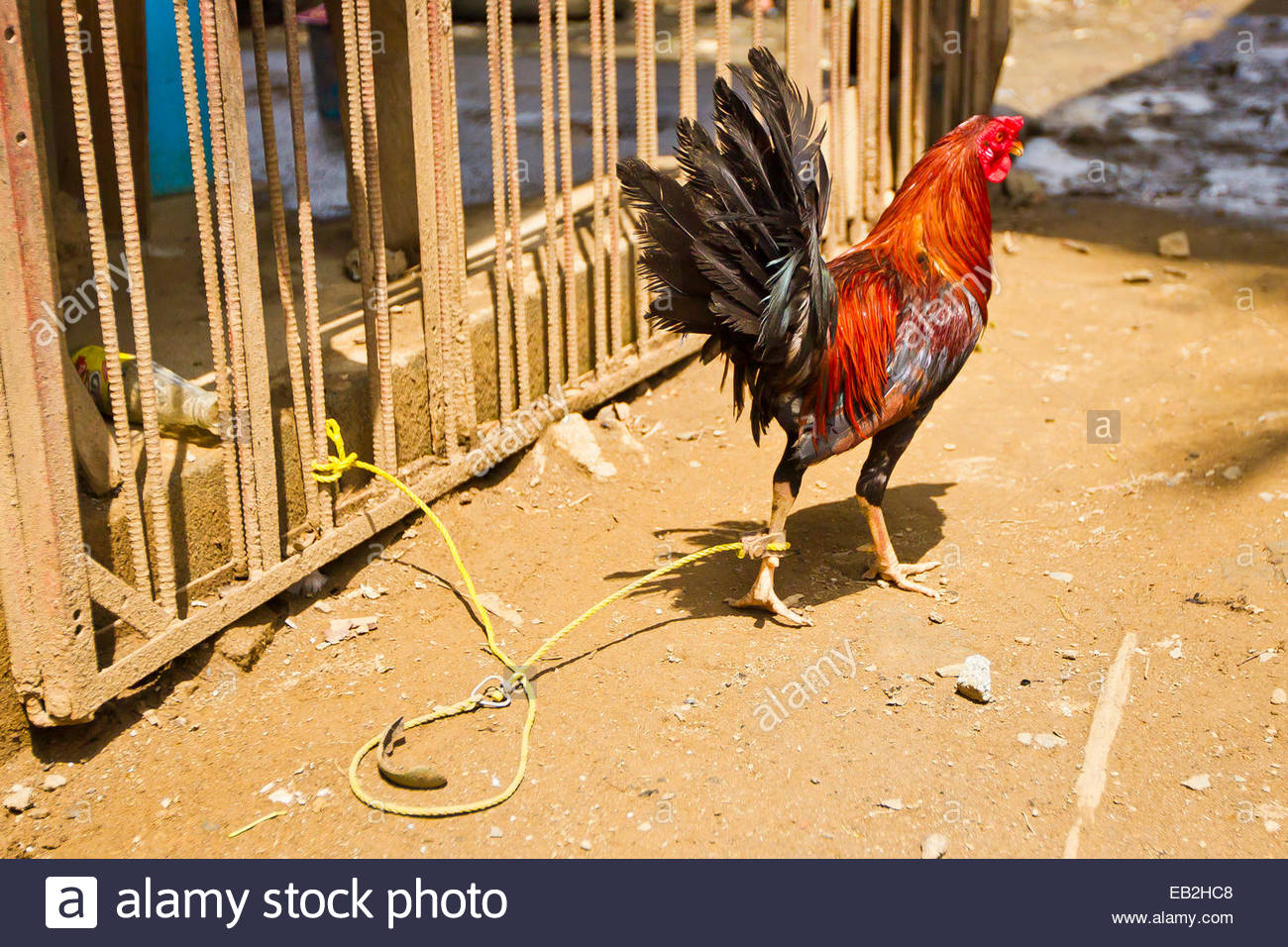 Rooster Roosters Stock Photos & Rooster Roosters Stock Images Alamy