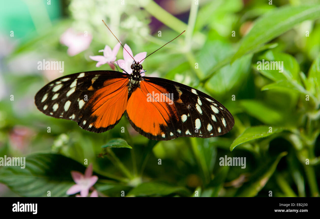 Heliconius hecale, is a species of Lepidoptera belonging to the family Nymphalidae Stock Photo