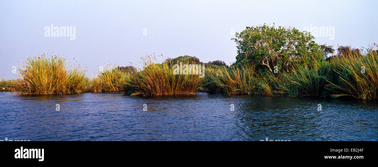 Large papyrus tussocks line the shore of a wide African river at dawn. Stock Photo