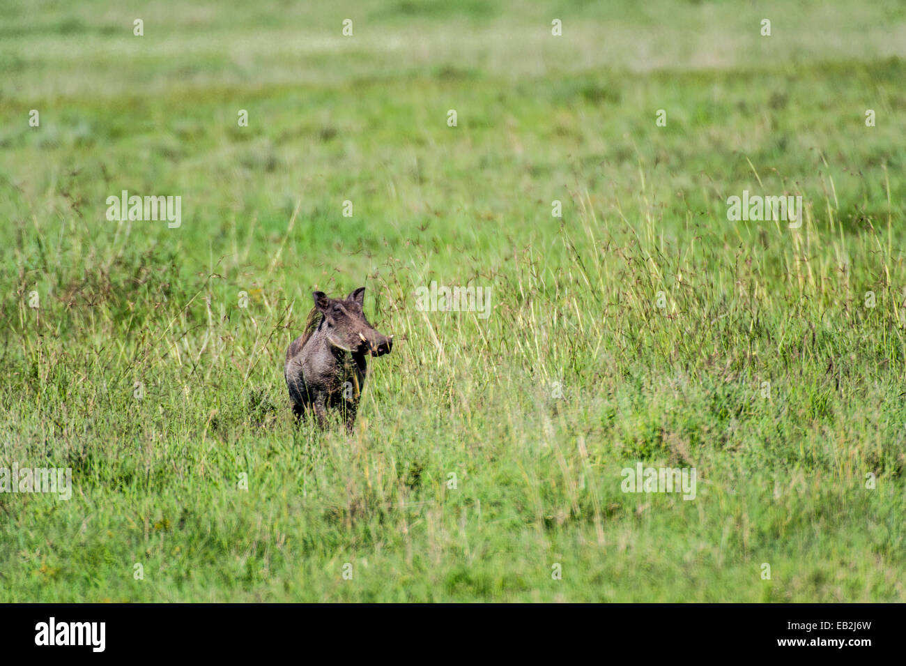 An alert and wary Warthog scours the savannah grassland for predators. Stock Photo
