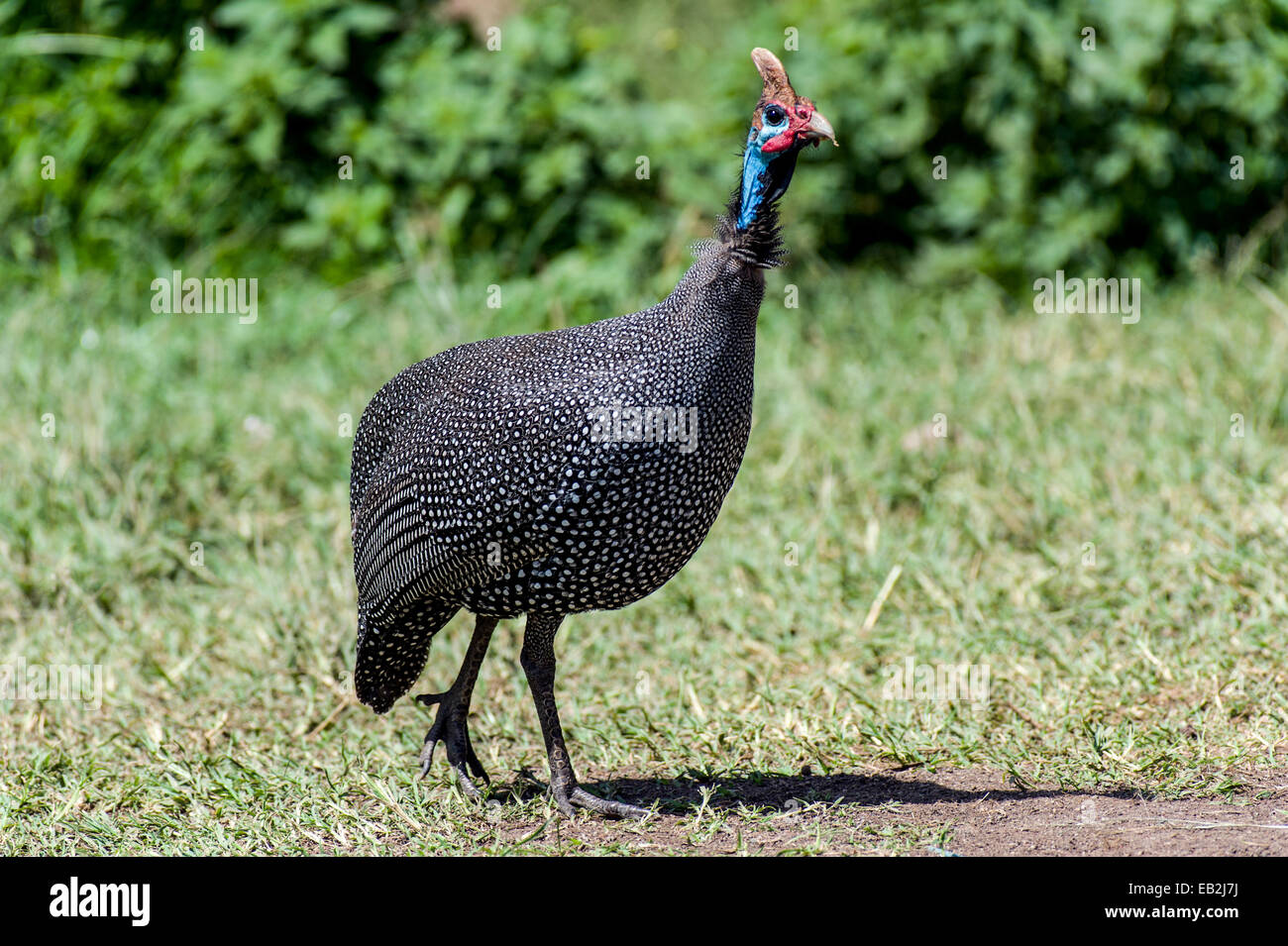 The colourful blue face and spotted plumage of the Helmeted Guineafowl. Stock Photo