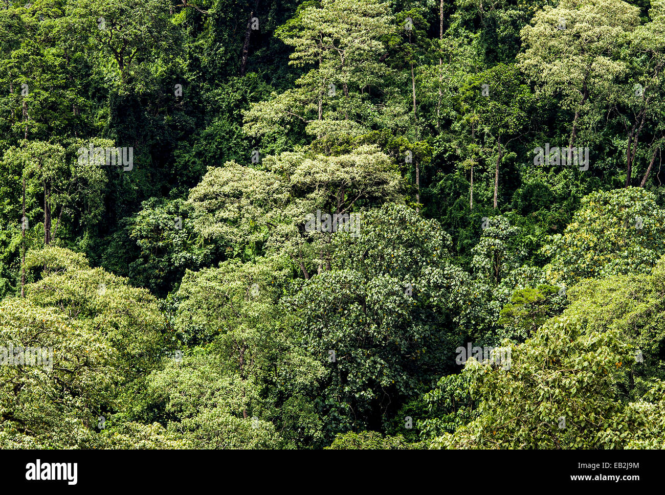 Dense evergreen forests and highland trees cover the steep slopes of a volcano crater. Stock Photo