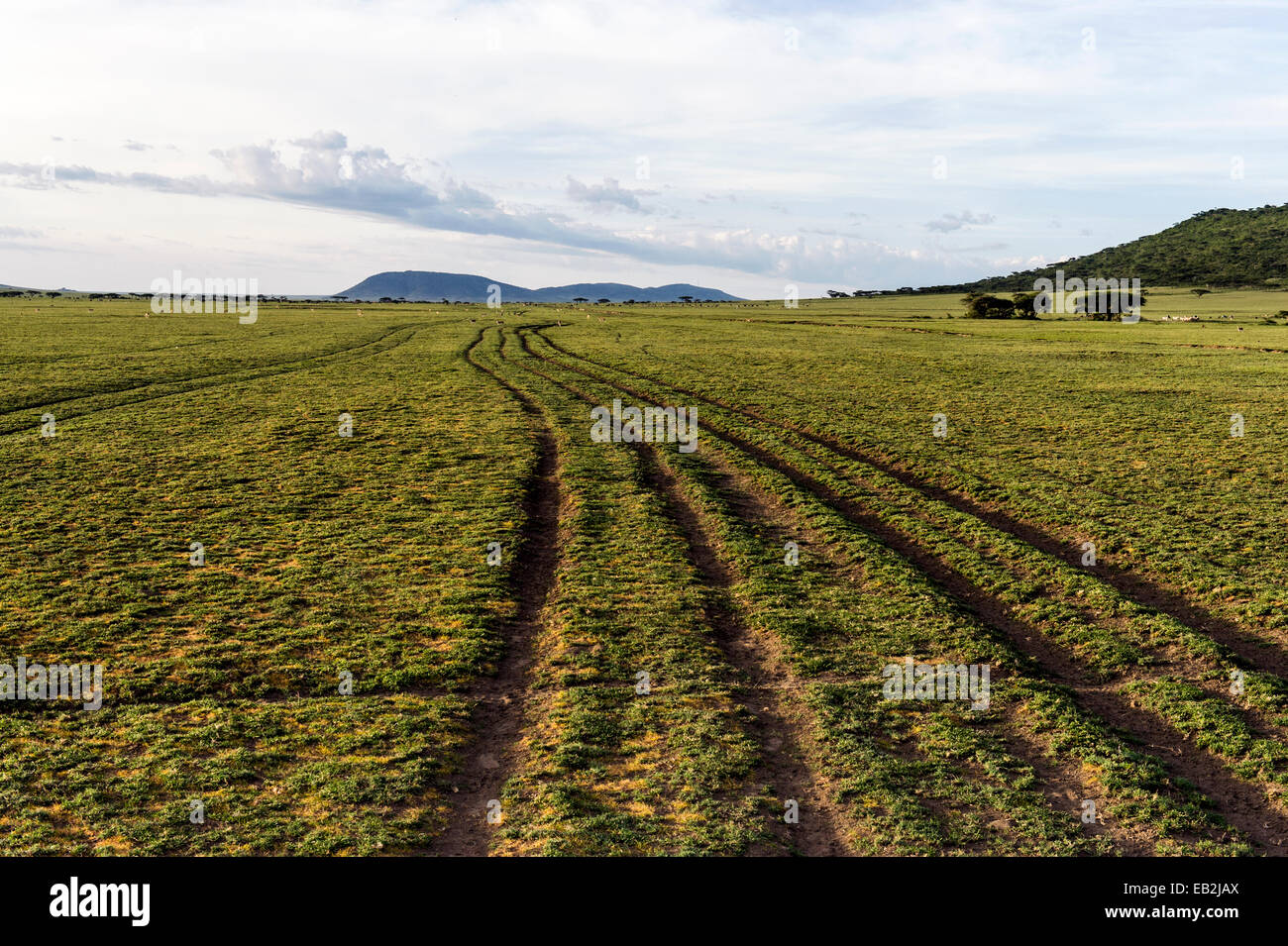 Deep vehicle track ruts cross the savannah plain toward mountains on the horizon. Stock Photo