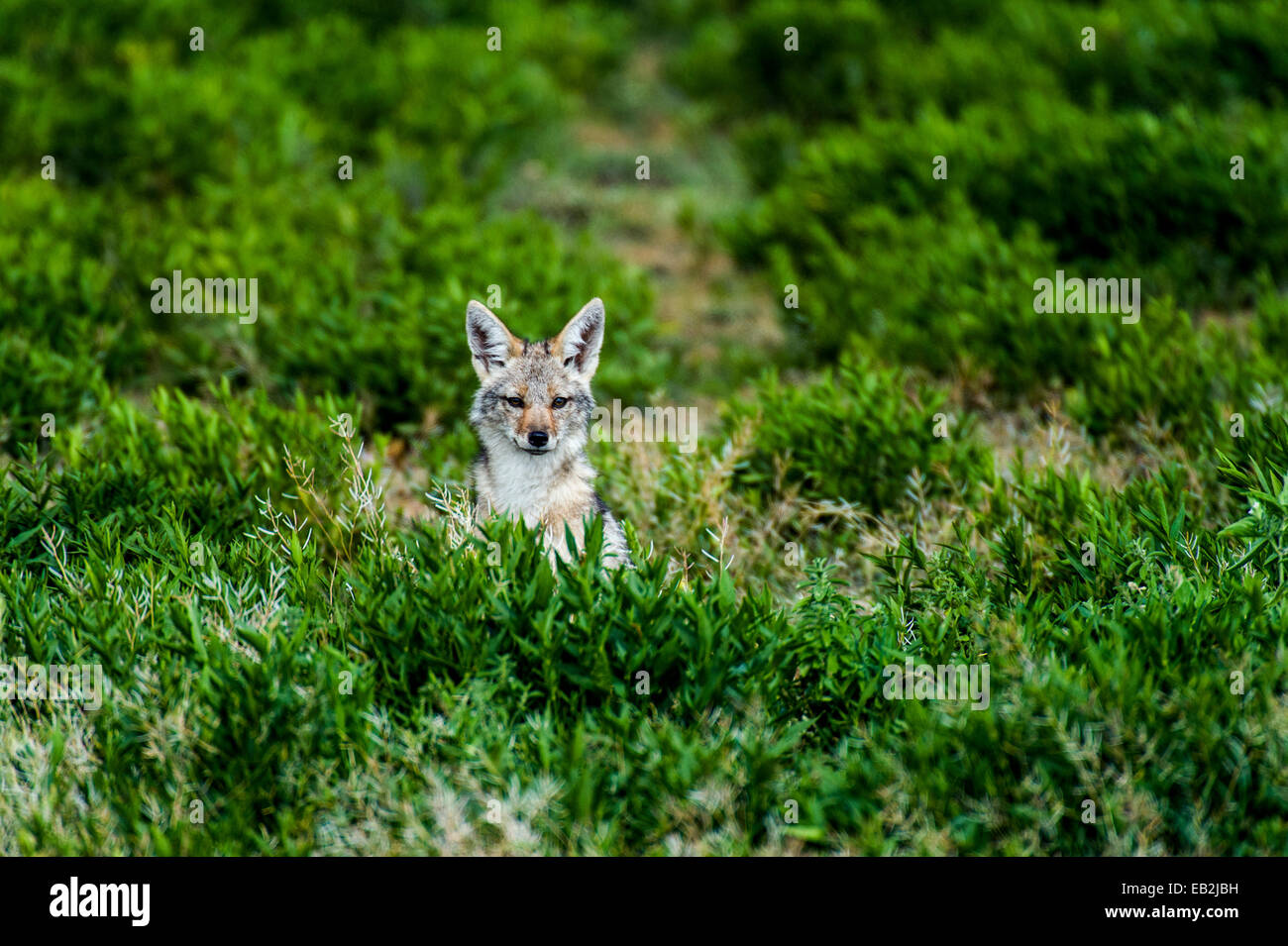 An alert Golden Jackal with ears pricked emerges from a field of low shrubs. Stock Photo
