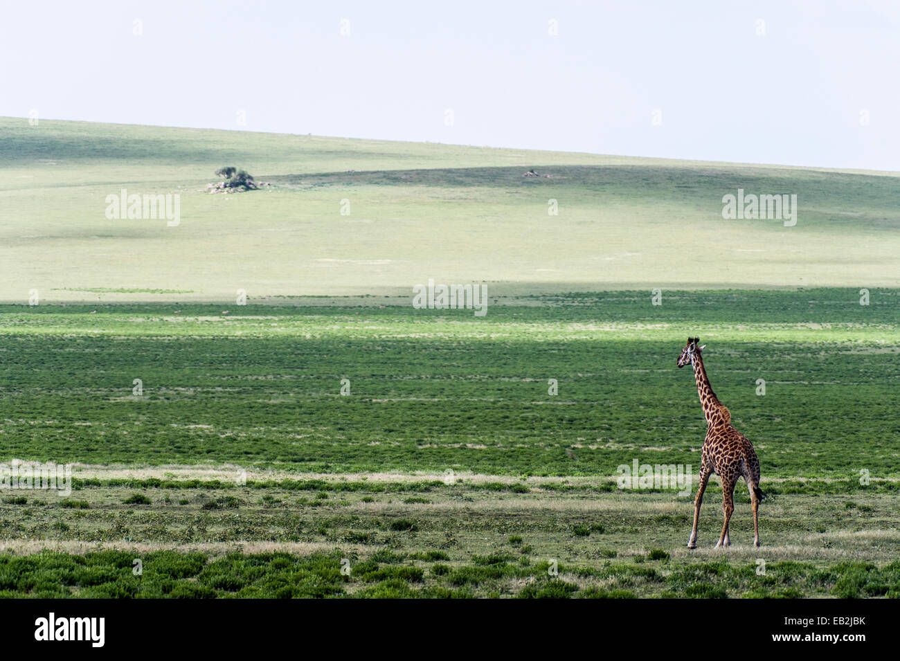 A lone Giraffe migrating across the vast endless savannah plain . Stock Photo