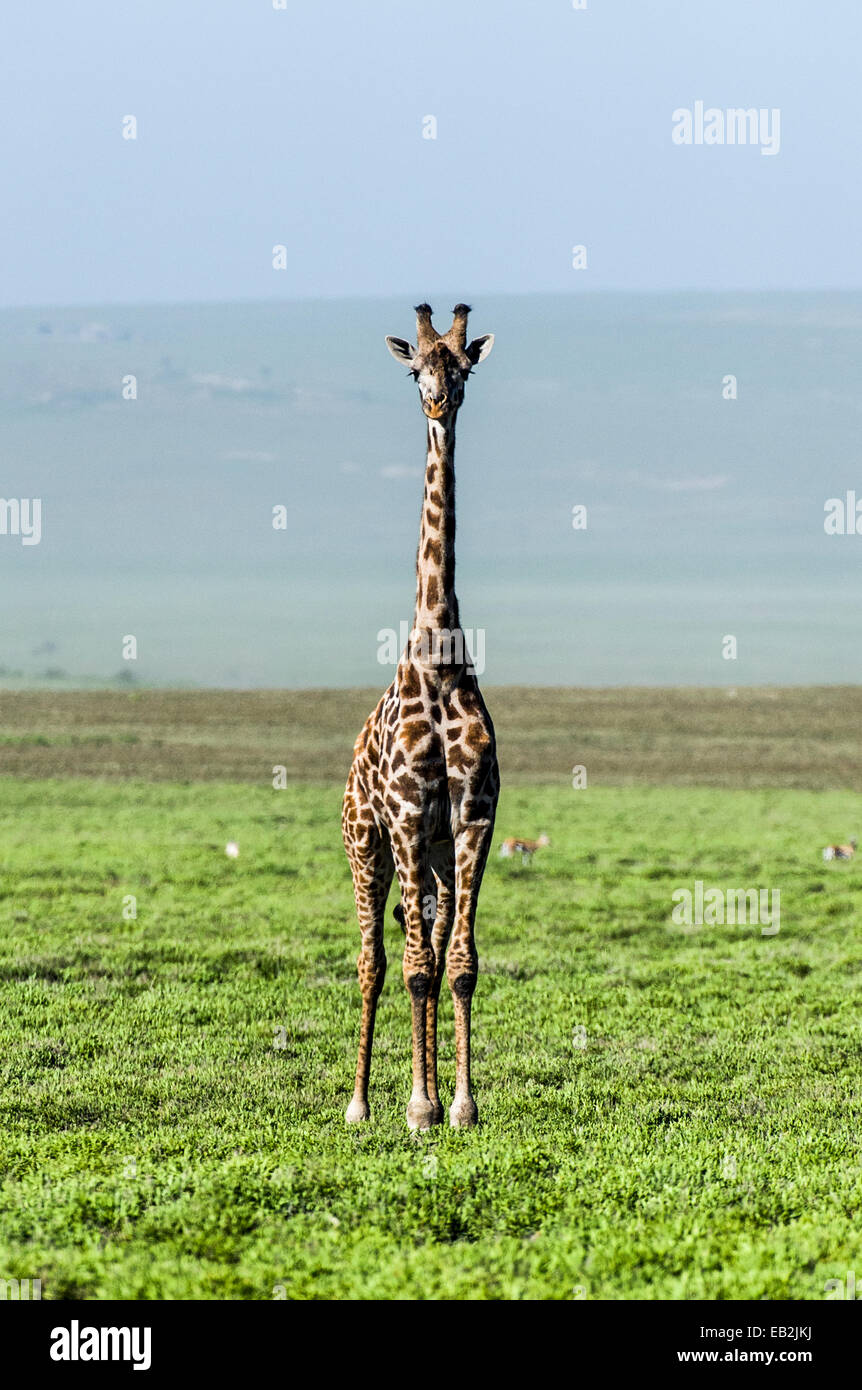 An exposed and solitary Giraffe surveying the empty short grass savannah plains. Stock Photo