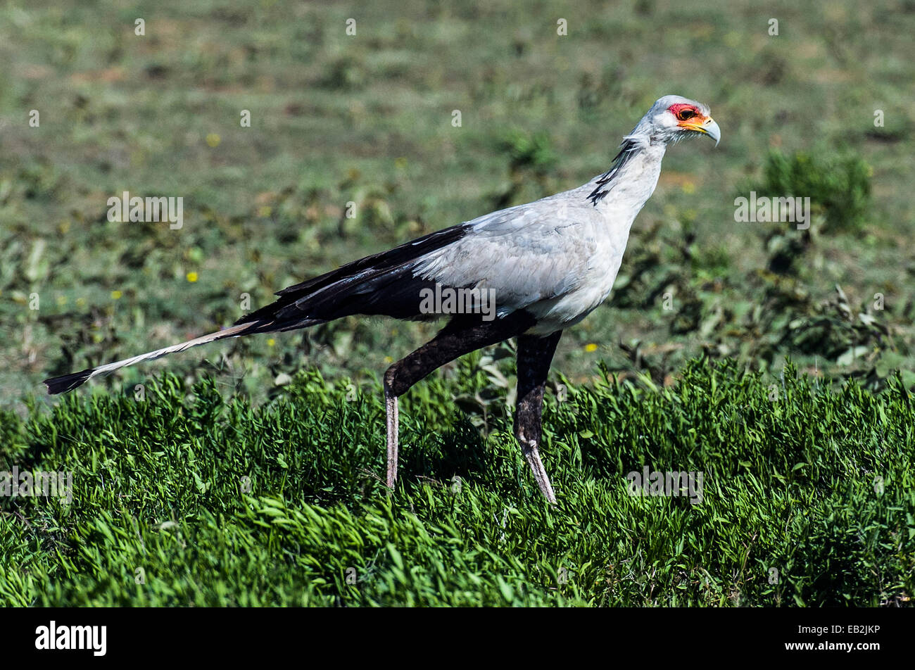 Scours the grass hi-res stock photography and images - Alamy