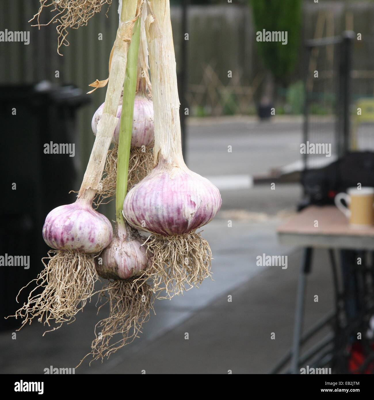 Braid Of Garlic Hung From Its Stalks To Dry Stock Photo