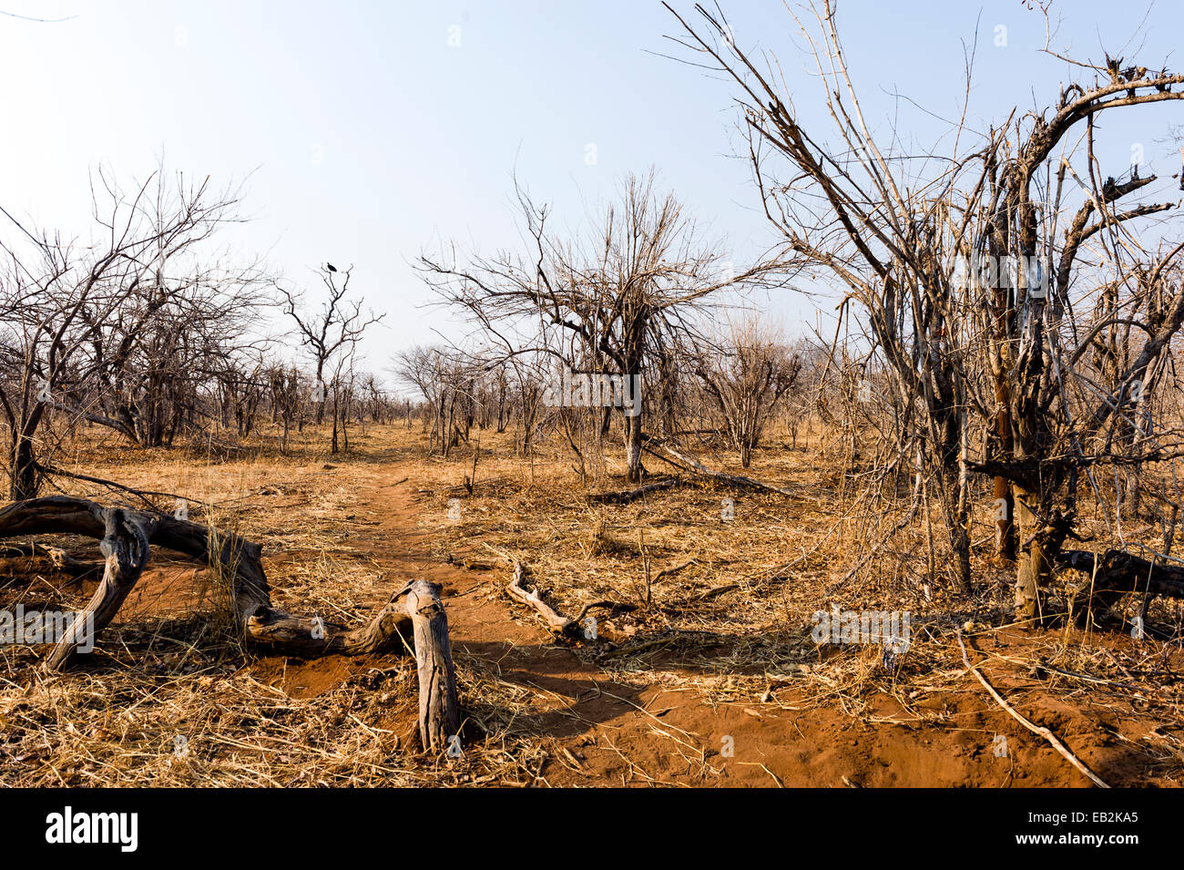 A stand of Combretum Mocambiquensis during the dry season after being fed on by elephants. Stock Photo